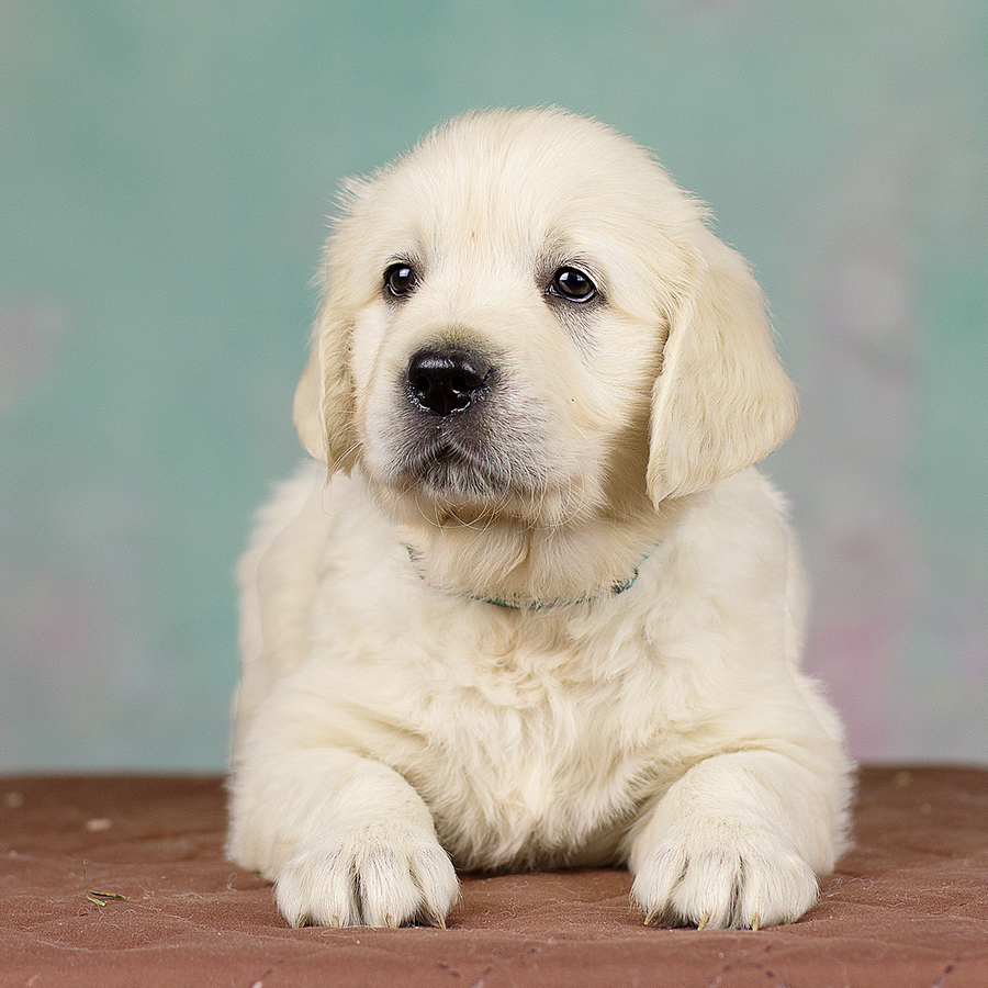 puppies5